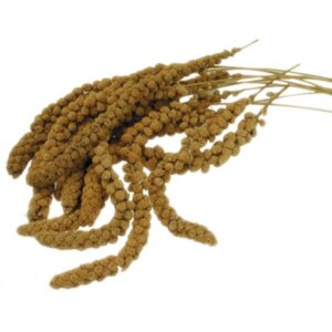 Millet Φυσικά τσαμπιά Πάνικουμ 1Kg Millet Φυσικά τσαμπιά Πάνικουμ 1Kg